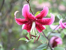 Lilium Feya